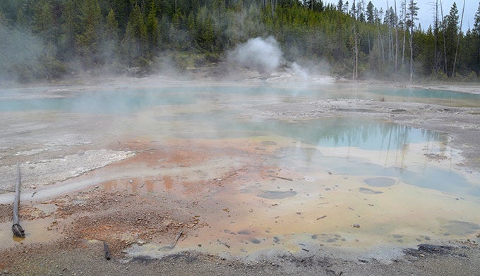1995 Reintroduction Of Wolves In Yellowstone My - 
