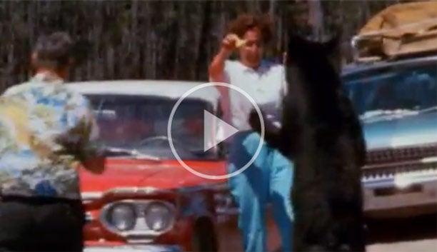 Yellowstone-Bear-Cubs-Movie_612 Yellowstone Bear Cubs Movie from IMDB