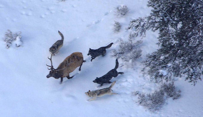 YS-wolves-hunting-elk_WikiPD_680 Yellowstone wolves hunting an elk