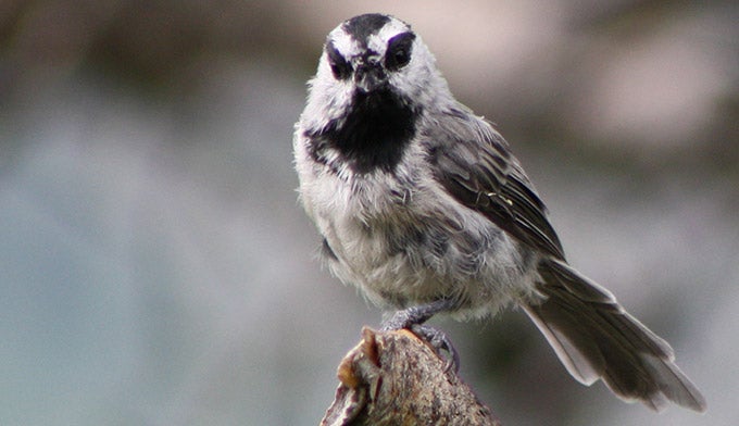 Mountain-chickadee_WikiKatiFleming_680x392 Mountain Chickadee in Wyoming