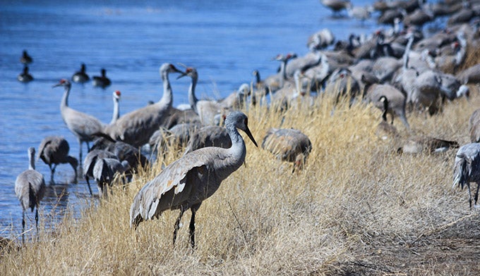 Sandhill-Cranes-Idaho_WikiUSFWS_680x392 Sandhill Cranes in Idaho
