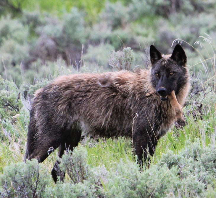 A Yellowstone gray wolf with lunch