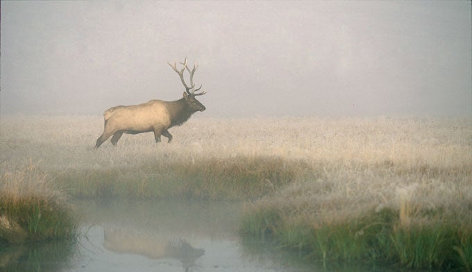 Yellowstone-Wildlife-Refuge-Elk-41.jpg Yellowstone-Wildlife-Refuge-Elk