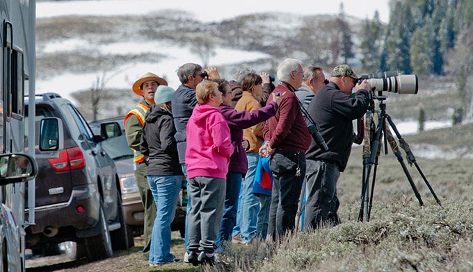 YS-wildlife-watching-ranger_NPSJayElhard_680 Adam Willett, an interpretive ranger, oversees wildlife watchers on Swan Lake Flats at the Bunsen Peak trailhead. Photo by NPS Jay Elhard