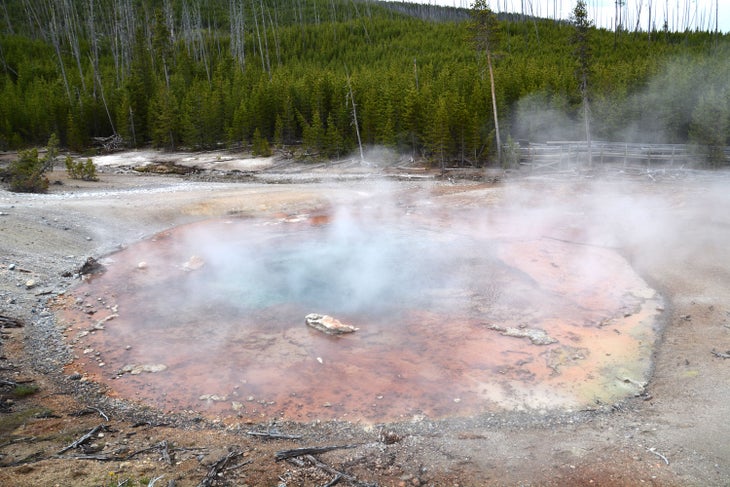 Echinus Geyser in the Norris Back Geyser Basin