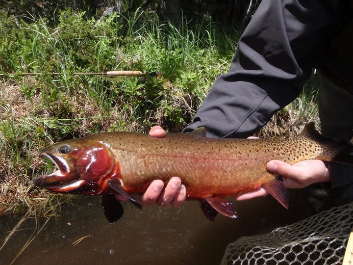 Yellowstone Cutthroat None