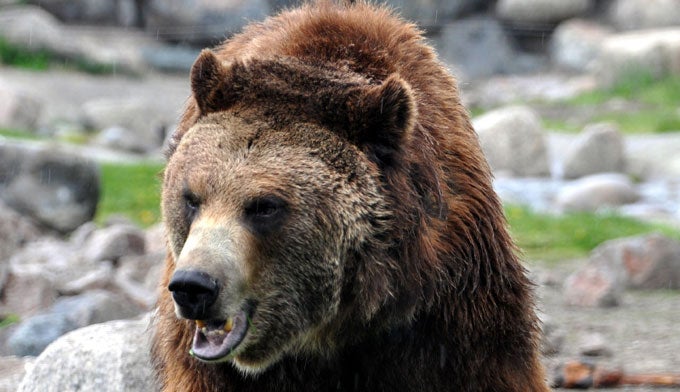 yellowstone-grizzly-bear-attack-010589097 yellowstone-grizzly-bear-attack-010589097