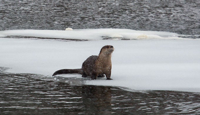 Otter-Obsidian-Creek_FlickrNPS_680x392 Otter in Obsidian Creed. Photo by NPS.