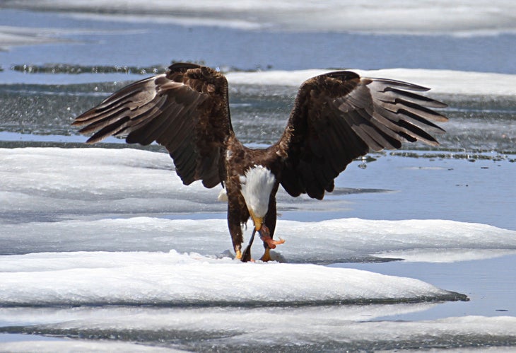 Bald eagle feeding on a lake trout on Lewis Lake in Yellowstone.
