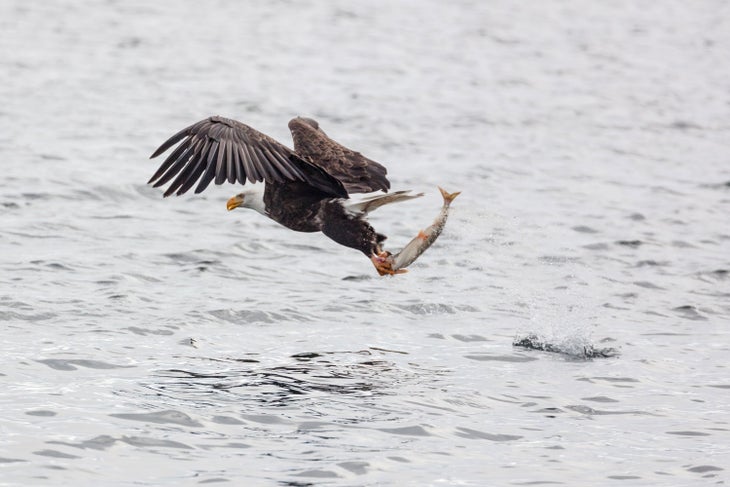 Bald eagle fishing on Yellowstone Lake
