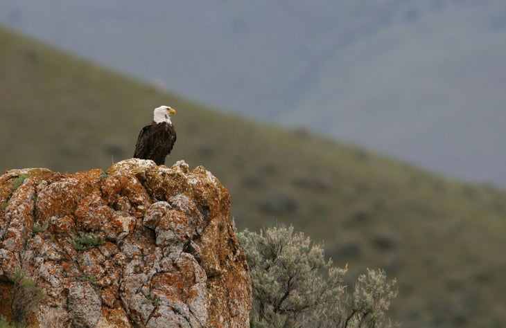 Bald eagle perched on rock near Mammoth Hot Springs