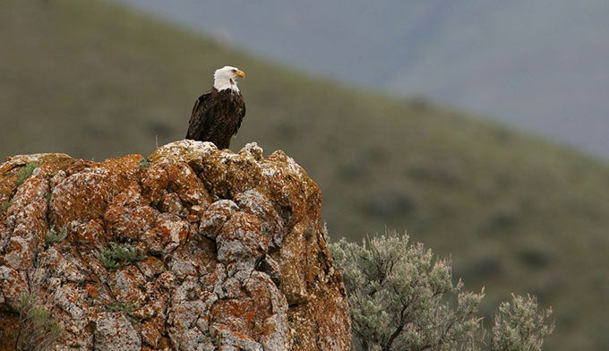 Bald-Eagle_FlickrNPS_680x392 Bald eagle in Yellowstone. Photo by NPS