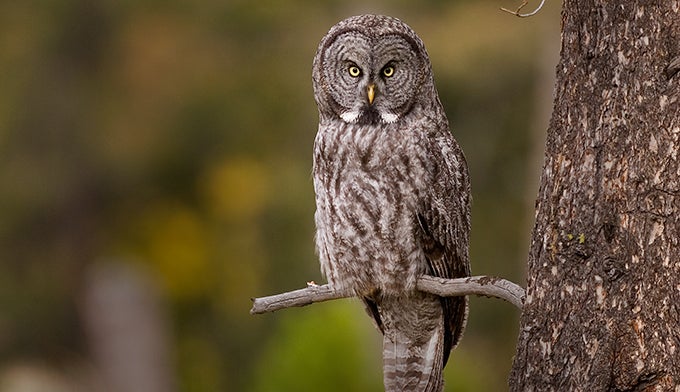 Owl-Great-Gray_680x392 Great Gray Owl