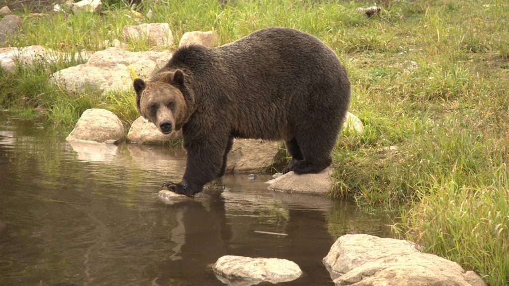 How many people get killed by bears in Yellowstone?