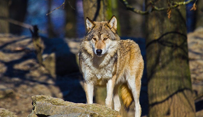 Wolf-grey_DP_680x392 Grey Wolf