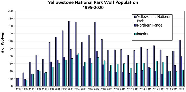 How Many Wolves are in Yellowstone?