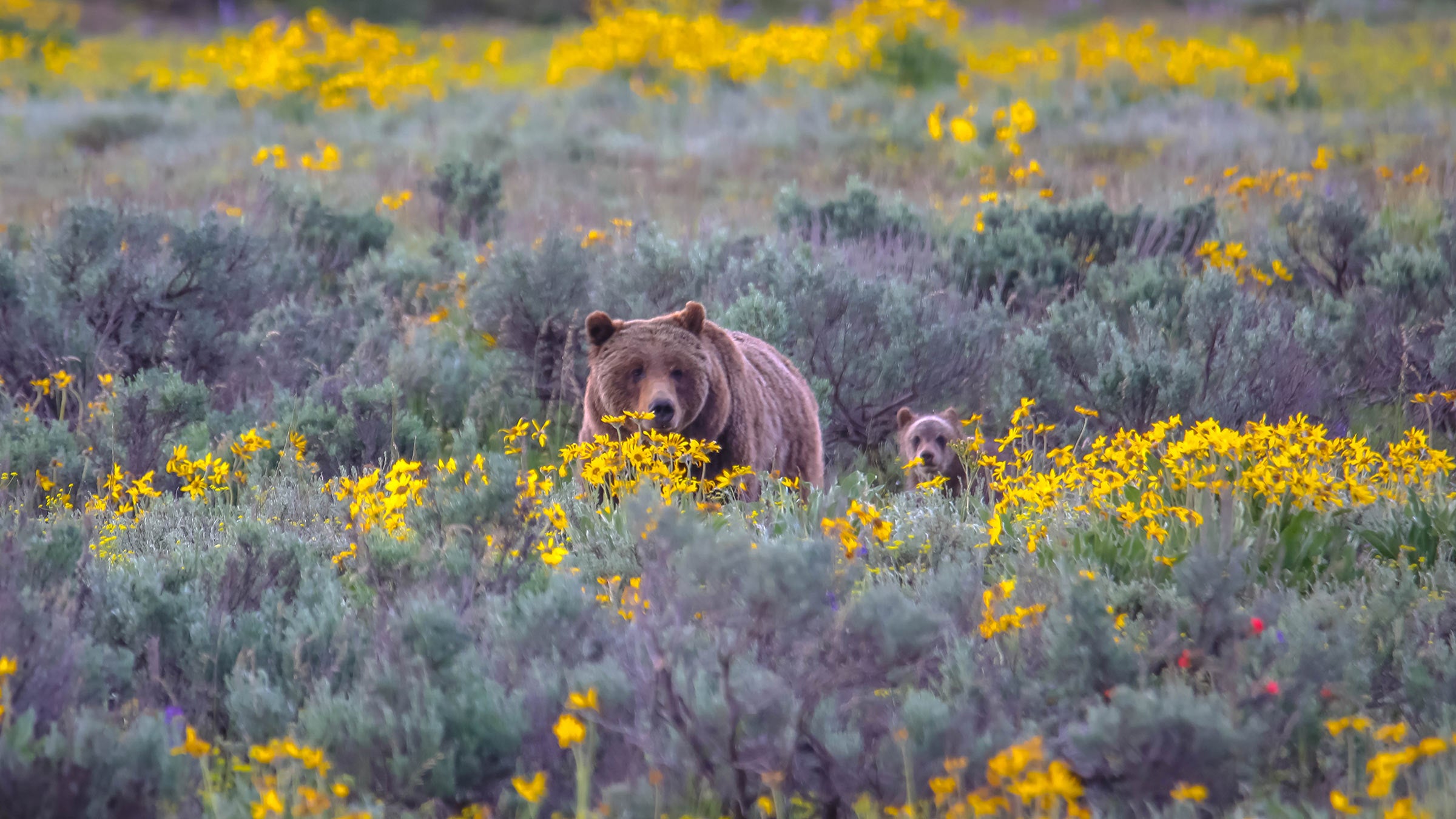Grizzly bear and cub among wildflowers in Grand Teton National Park