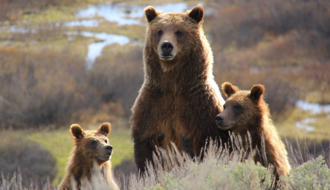 Bear-Cubs-399-Teton_TamMikeWheeler_680 Grizzly Bear #399 and her cubs. Photo by Mike Wheeler