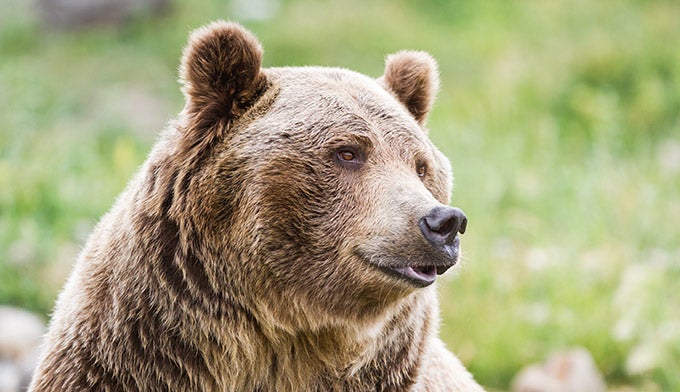 Bear-Grizzly-headshot_DP_680 Grizzly bear up close