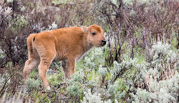 Bison-Calf-Newborn-brush_NPSNealHerbert_680 Newborn bison calf May 10, 2014.