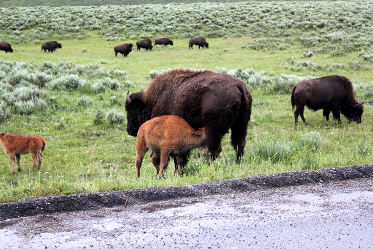 Bison herd with two calves.