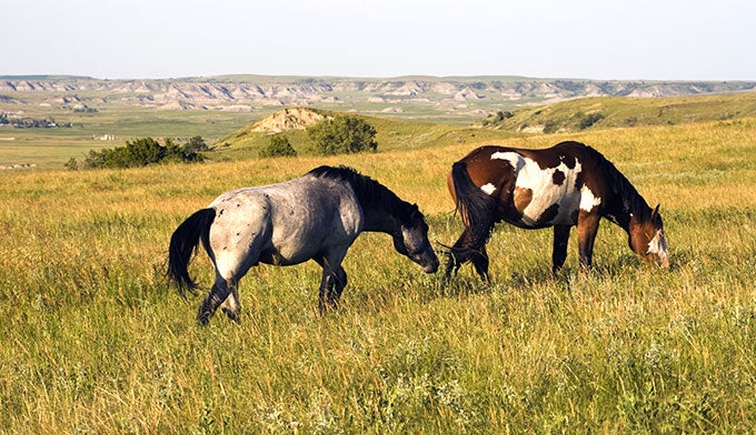 Wild Horses in Theodore Roosevelt National Park