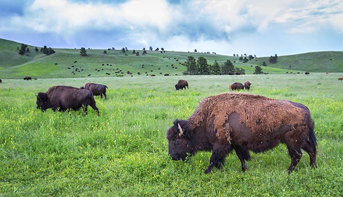 SD-Custer-bison-herd_DP_680 Bison herd in Custer State Park in South Dakota