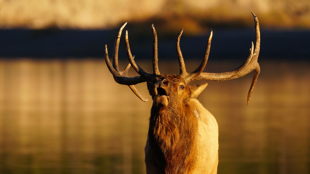 Hear the Bugle of Yellowstone Elk During Fall Rutting Period