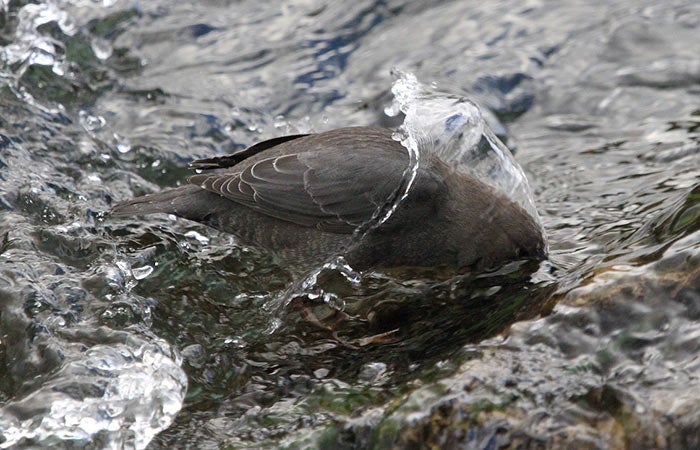 American-Dipper-YS_WiliKnecht03_700 American Dipper in a stream in Yellowstone National Park