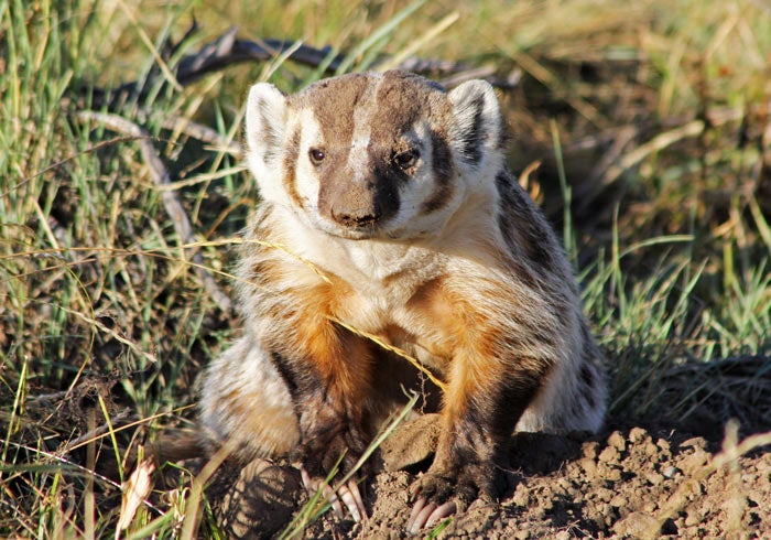 Badger-YS_TamShannonPhifer_700 Badger in the Yellowstone area