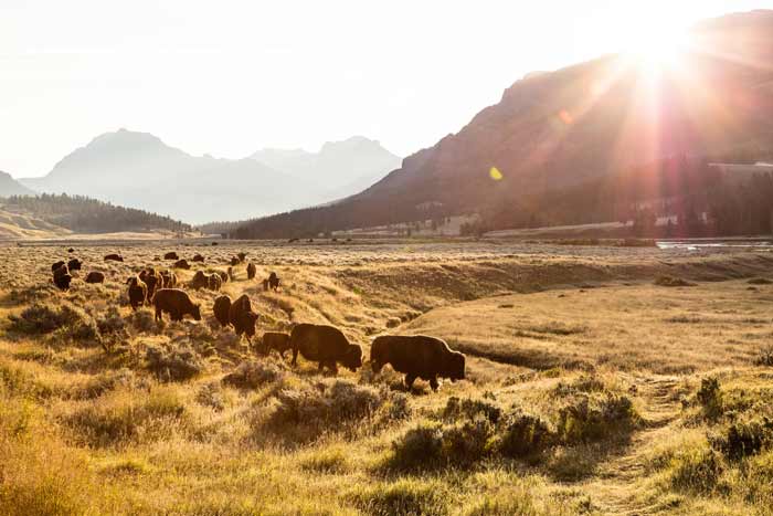 Bison-Lamar-sunrise_NPSJacobWFrank_700 Bison on the move at sunrise in Lamar Valley in Yellowstone