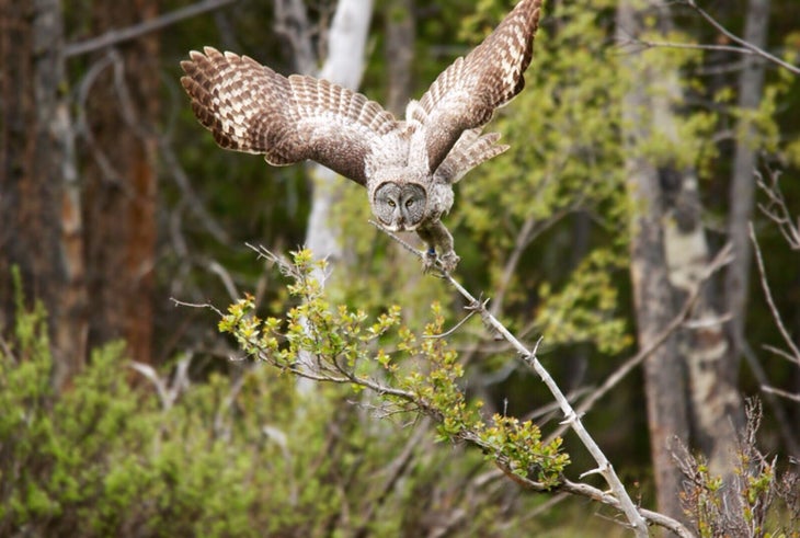 Owl-Gray-YS_TamAthenaBurns_800 Diving Great Grey Owl in Yellowstone National Park