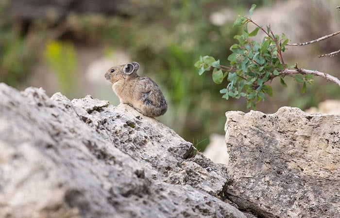 Pika-YS-MammothHotSprings_NPSNealHerbert_700 Pika near Mammoth Hot Springs in Yellowstone
