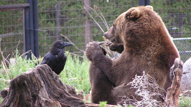 West Yellowstone Grizzly & Wolf Discovery Center.