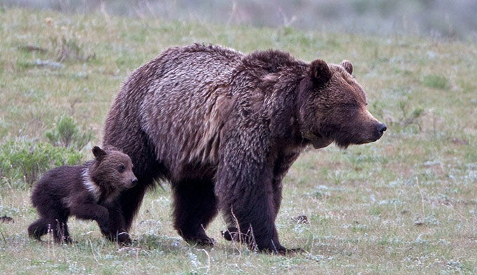 Bear-Grizzly-YS-Cub_TamJimStewart_680 Grizzly bear and cub.