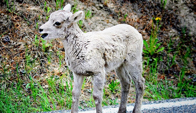 Where to See Cute Baby Animals of Yellowstone Where to See Cute Baby Animals of Yellowstone