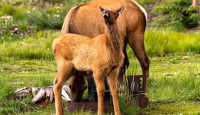 Elk calf standing close to mom in national park picnic area. Elk calf