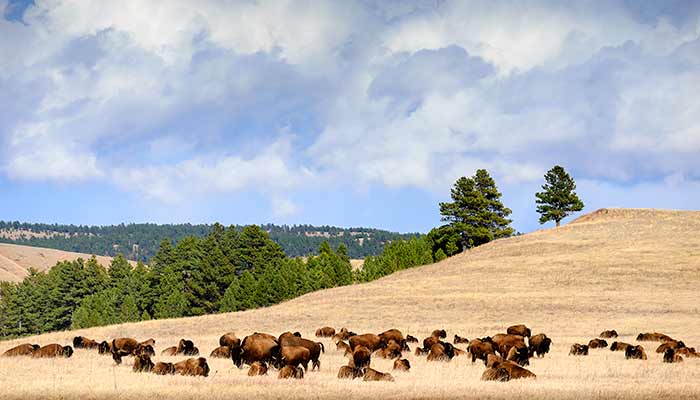 CusterStatePark-Bison_SDTourism_700 Wild bison in Custer State Park
