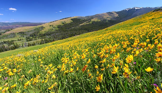 YS-spring-wildflowers_DP_680x392 Spring Wildflowers in Yellowstone