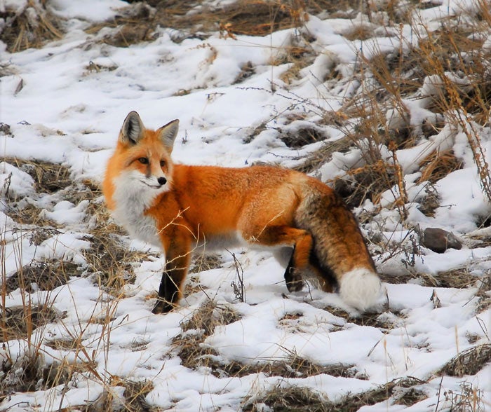 Fox-YS-winter_CreeksideAtYellowstone_700 Fox in Yellowstone