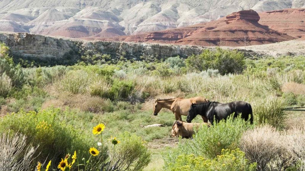 4 Places To See Wild Horses Near Yellowstone