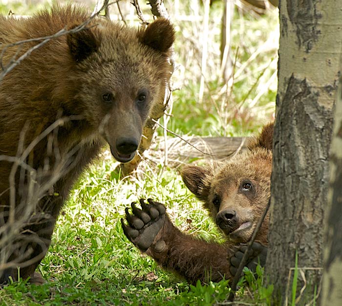 EcoTourAdventures-bear-cubs-waving_TaylorPhillips_courtesy_700v Bear cub waves to watchers on an EcoTour Adventures tour