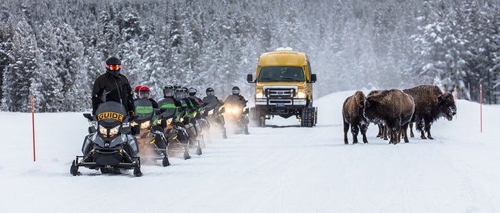 Snowmobiles and snowcoaches passing bison on the road in Yellowstone
