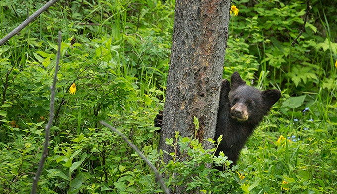 Bear-Black-Cub-Tower-Roosevelt_Ordelheide_680 Black Bear Cub in Yellowstone's Tower-Roosevelt area. Photo by Grant Ordelheide