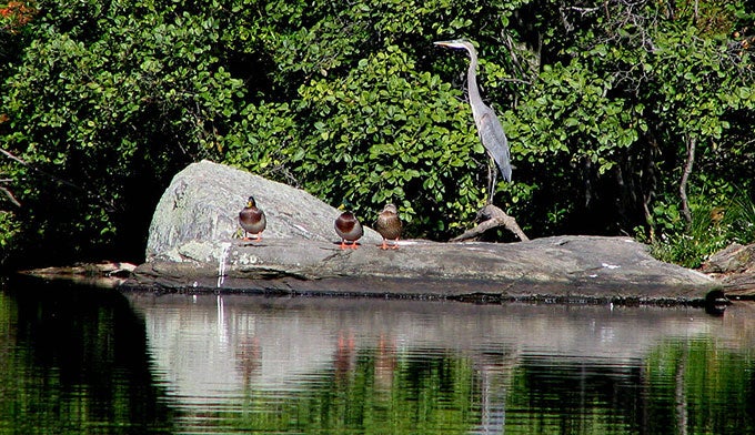 ID-HarrimanStPark-SilvermineLake-Heron-Mallards_WikiMwanner_680 Great Blue Heron and Mallards at Silvermine Lake in Harriman State Park