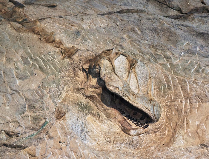 Vernal-DinosaurSkull-at-DNM_UnintahCtyTrvTourism_700v Dinosaur skull at Dinosaur National Monument near Vernal, Utah