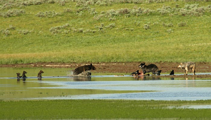 Bear-Grizzly-Wolf-AlumCreek_NPSJimPeaco_700 Grizzly sow with three cubs and two wolves eye the same dinner at Alum Creek in Yellowstone National Park