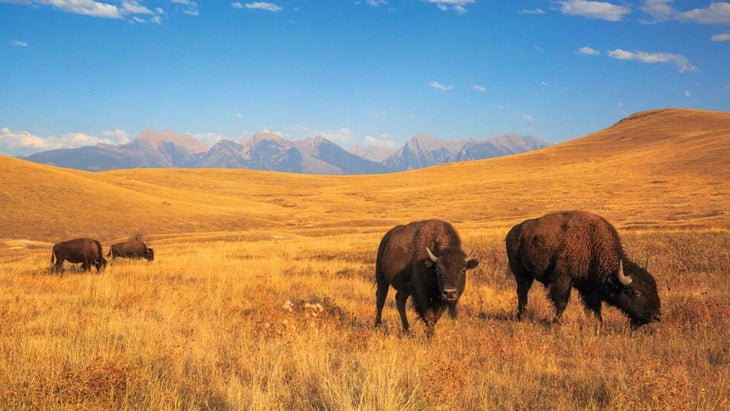 National Bison Range in Glacier Country