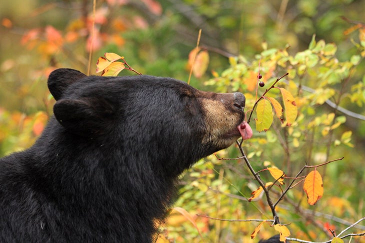 Bear-Black--GTeton-eating-berries_TamJodyHildreth_800 Grand Teton National Park, Black Bear Savoring the Late Season Berries
