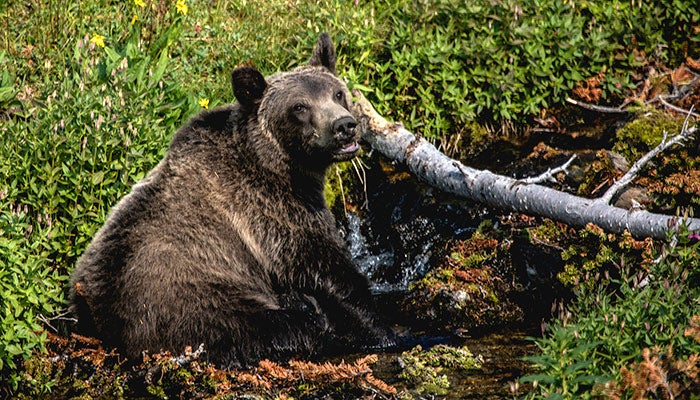 Bear-grizzly-Glacier-LunchCreek_NPSPD_700 A grizzly bear at Lunch Creek in Glacier National Park